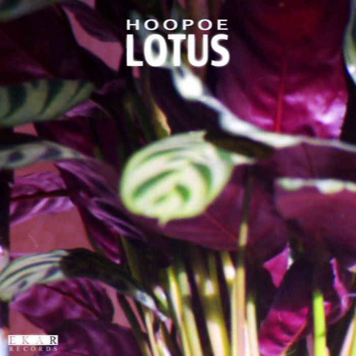 Hoopoe's Lotus